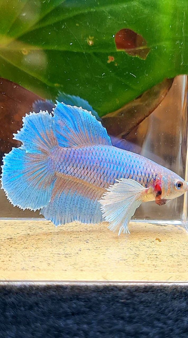 FEMALE HALFMOON DOUBLE TAIL SUPER DUMBO EAR BETTA FISH