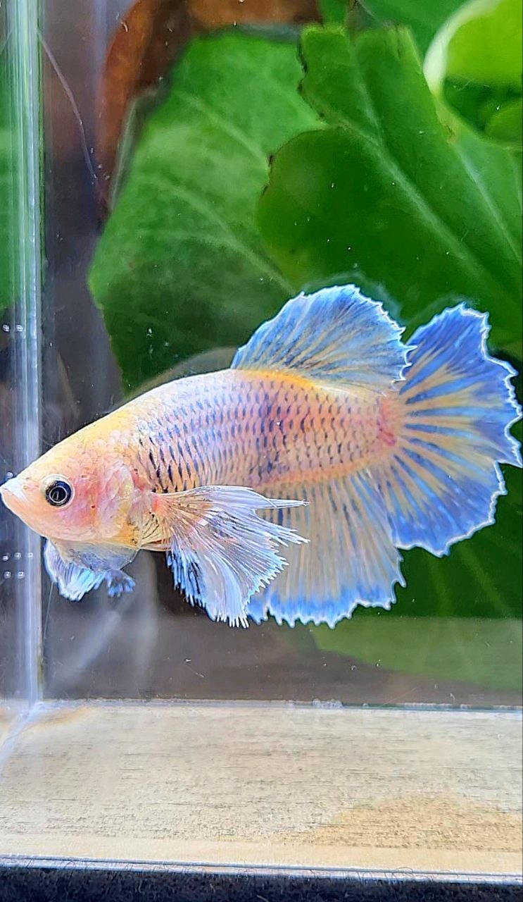 XL FEMALE HALFMOON DUMBO EAR YELLOW MASCOT BETTA FISH