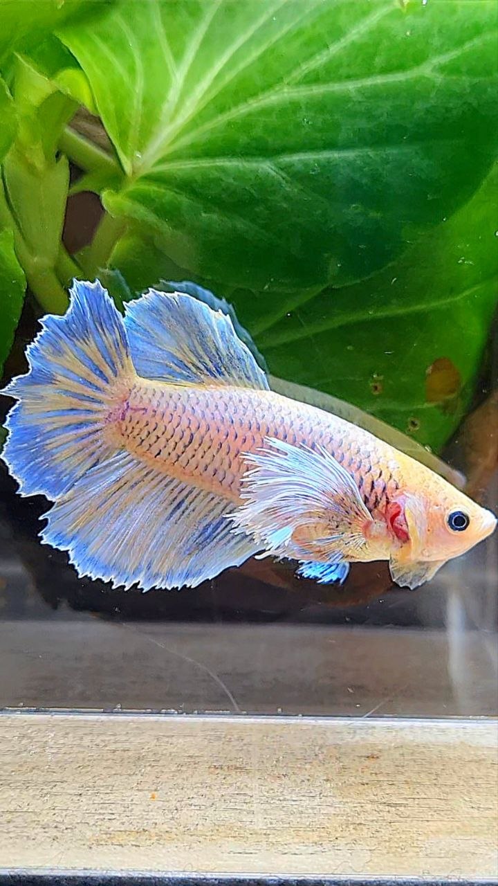 XL FEMALE HALFMOON DUMBO EAR YELLOW MASCOT BETTA FISH