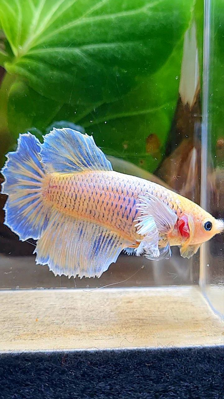 XL FEMALE HALFMOON DUMBO EAR YELLOW MASCOT BETTA FISH
