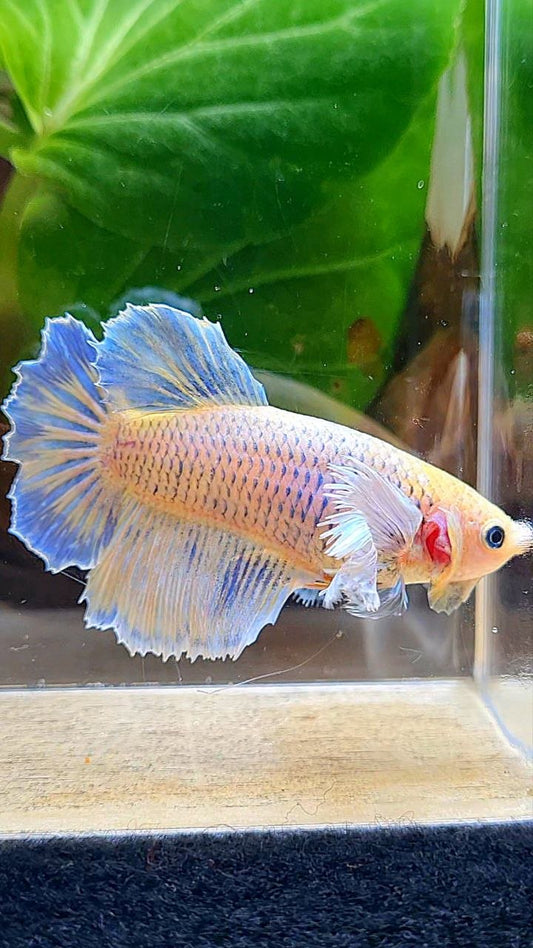 XL FEMALE HALFMOON DUMBO EAR YELLOW MASCOT BETTA FISH