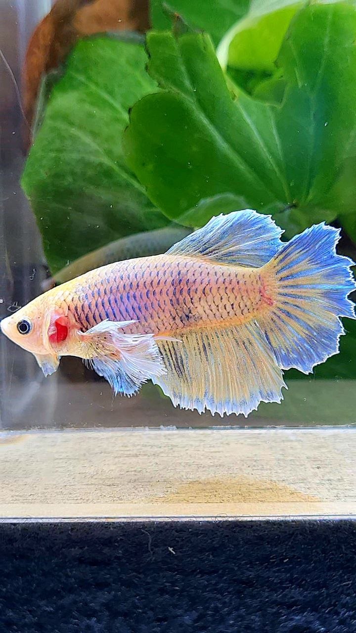XL FEMALE HALFMOON DUMBO EAR YELLOW MASCOT BETTA FISH