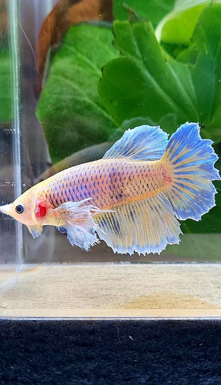 XL FEMALE HALFMOON DUMBO EAR YELLOW MASCOT BETTA FISH