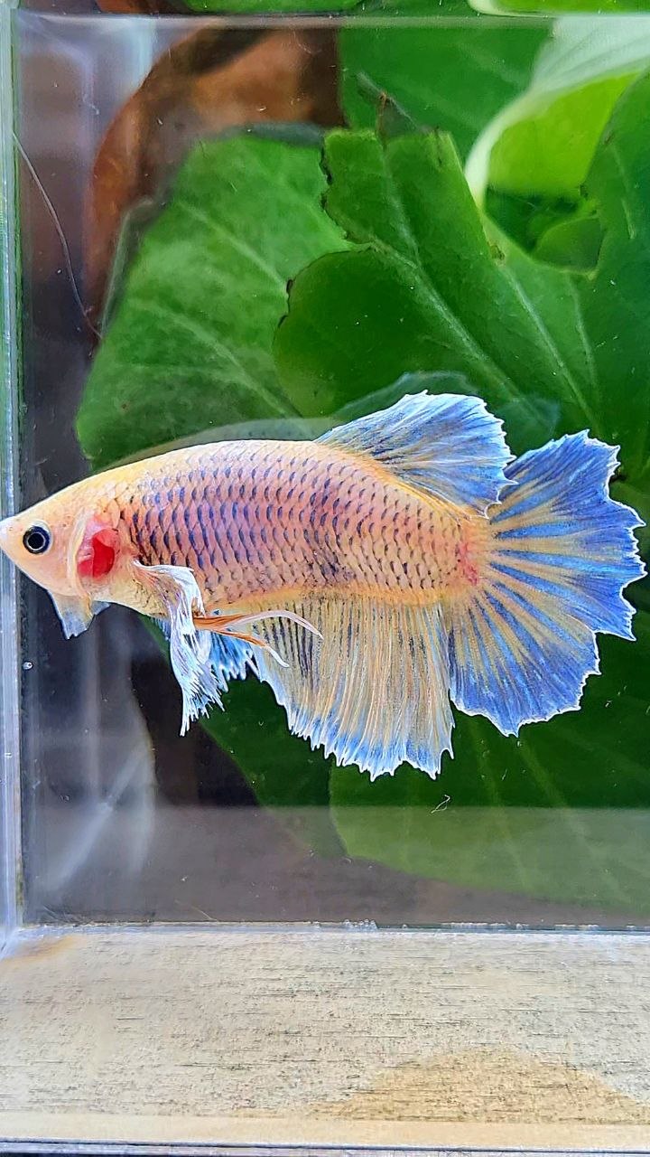 XL FEMALE HALFMOON DUMBO EAR YELLOW MASCOT BETTA FISH