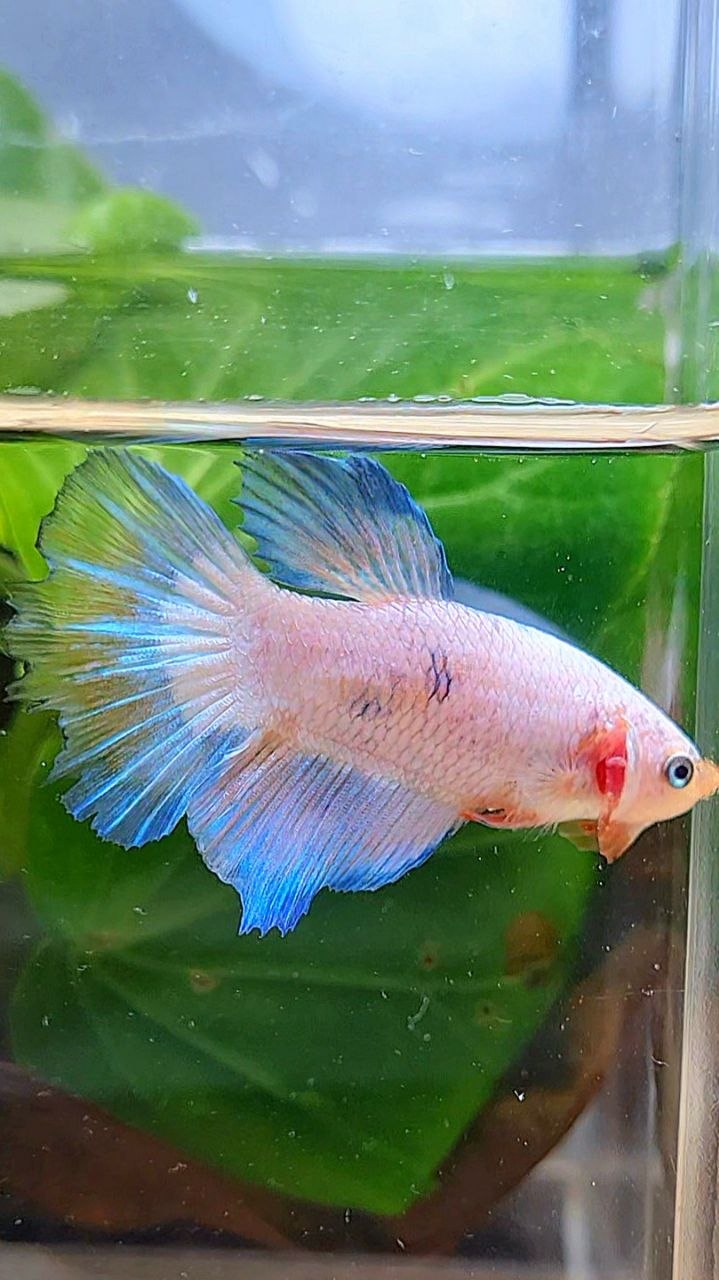 XL FEMALE HALFMOON WHITE FANCY MARBLE BETTA FISH