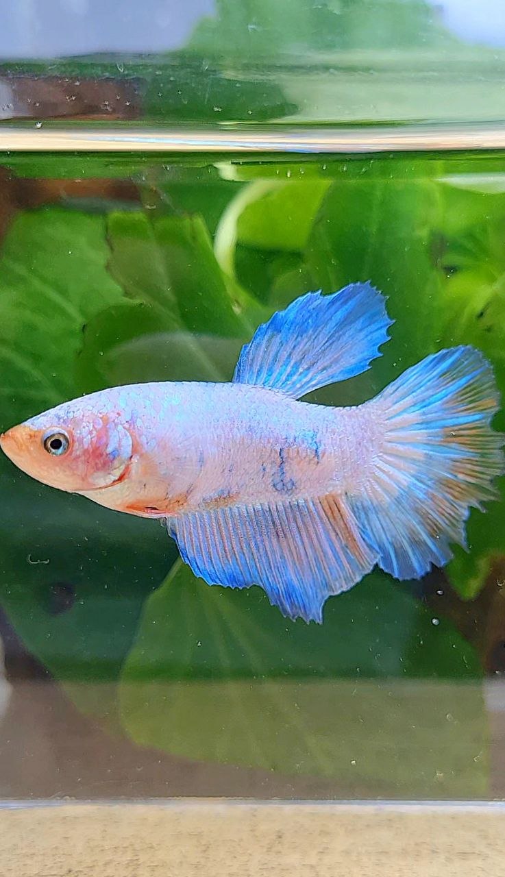 XL FEMALE HALFMOON WHITE FANCY MARBLE BETTA FISH