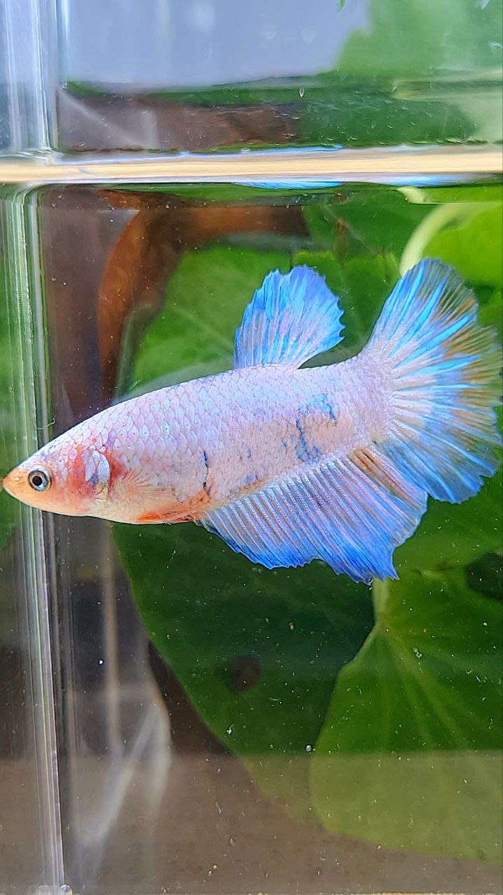 XL FEMALE HALFMOON WHITE FANCY MARBLE BETTA FISH