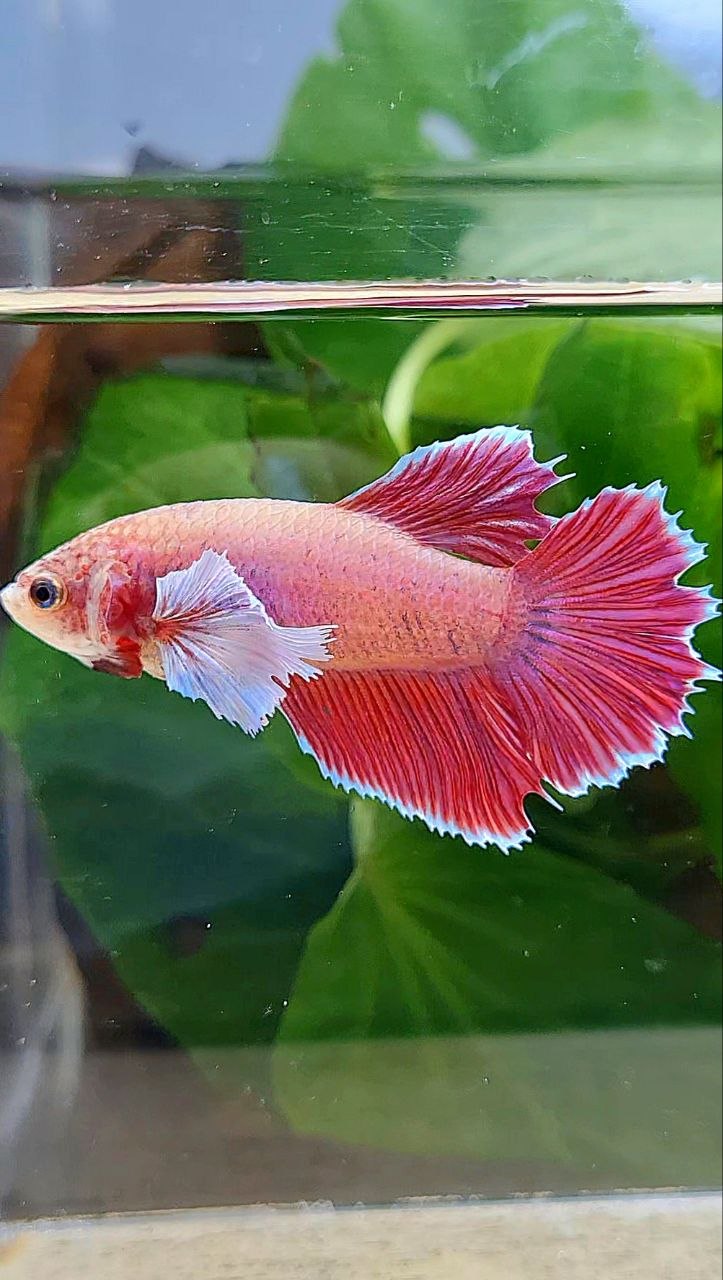 XL FEMALE HALFSUN DUMBO EAR MAGENTA BETTA FISH