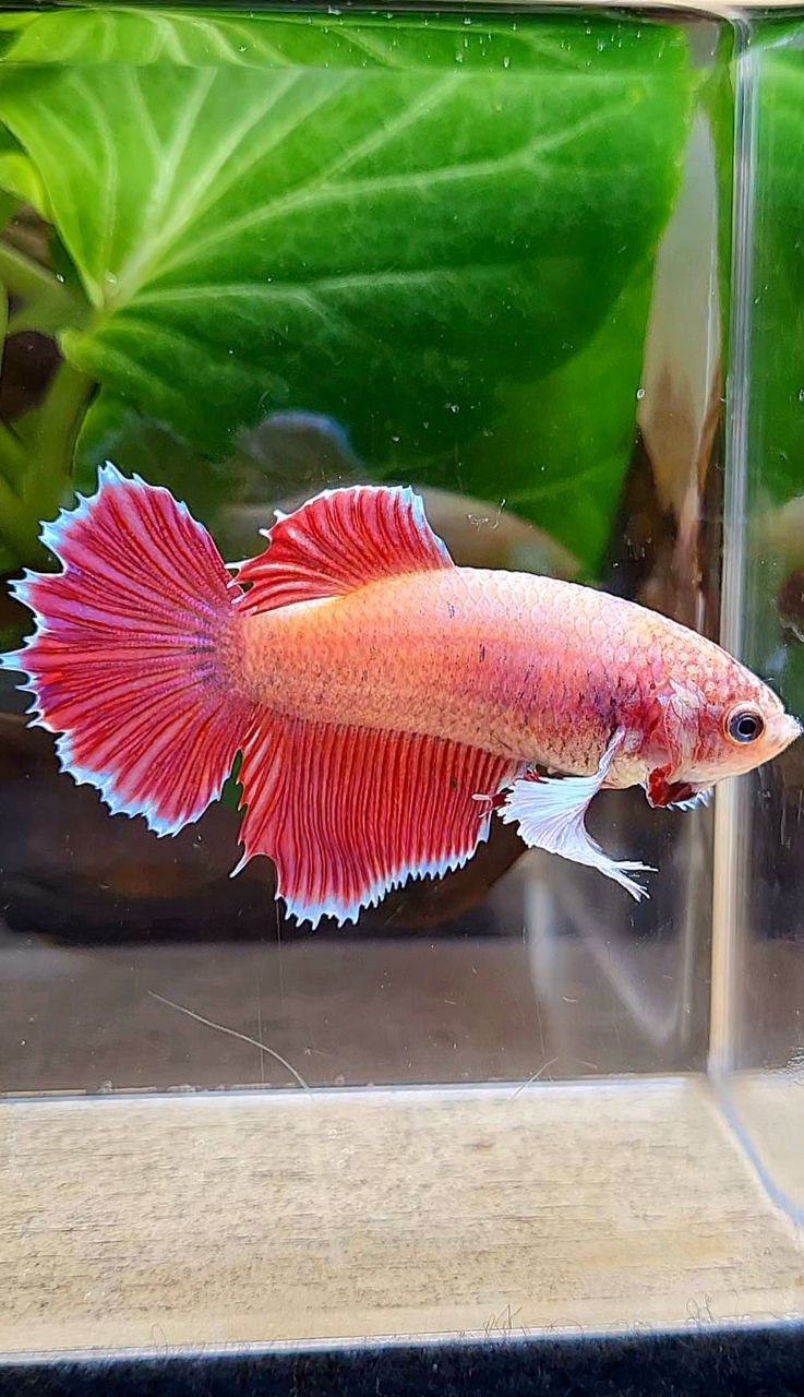 XL FEMALE HALFSUN DUMBO EAR MAGENTA BETTA FISH