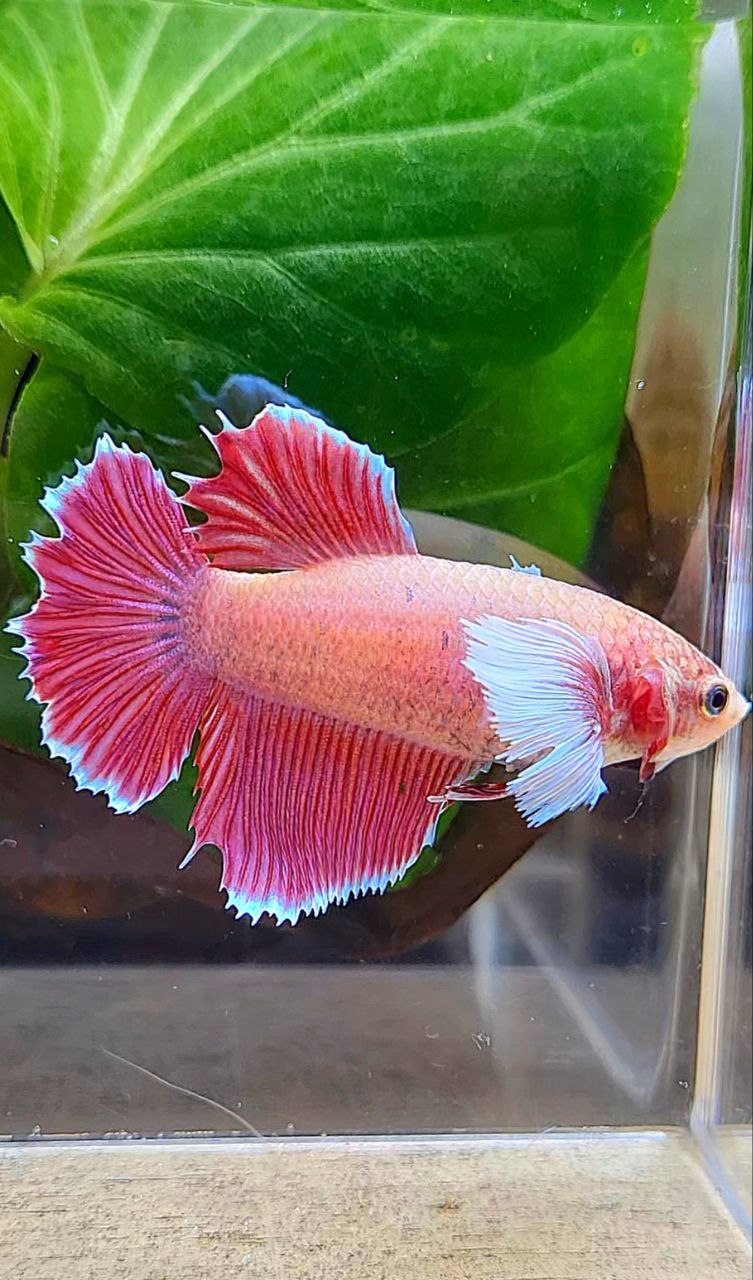 XL FEMALE HALFSUN DUMBO EAR MAGENTA BETTA FISH