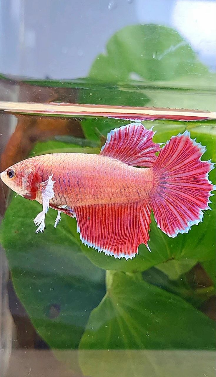 XL FEMALE HALFSUN DUMBO EAR MAGENTA BETTA FISH