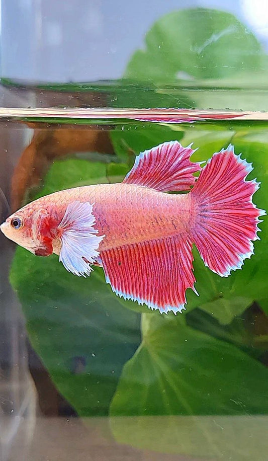 XL FEMALE HALFSUN DUMBO EAR MAGENTA BETTA FISH