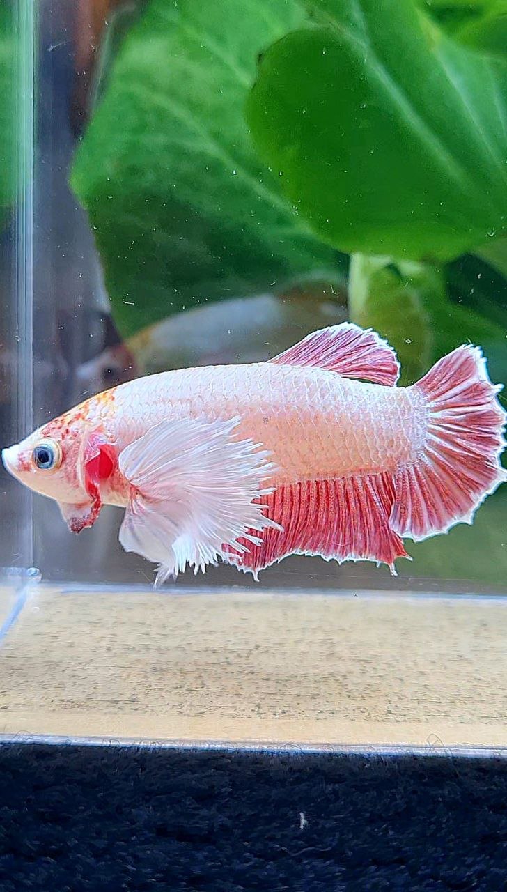 FEMALE PLAKAT SUPER DUMBO EAE ROSEGOLD BETTA FISH