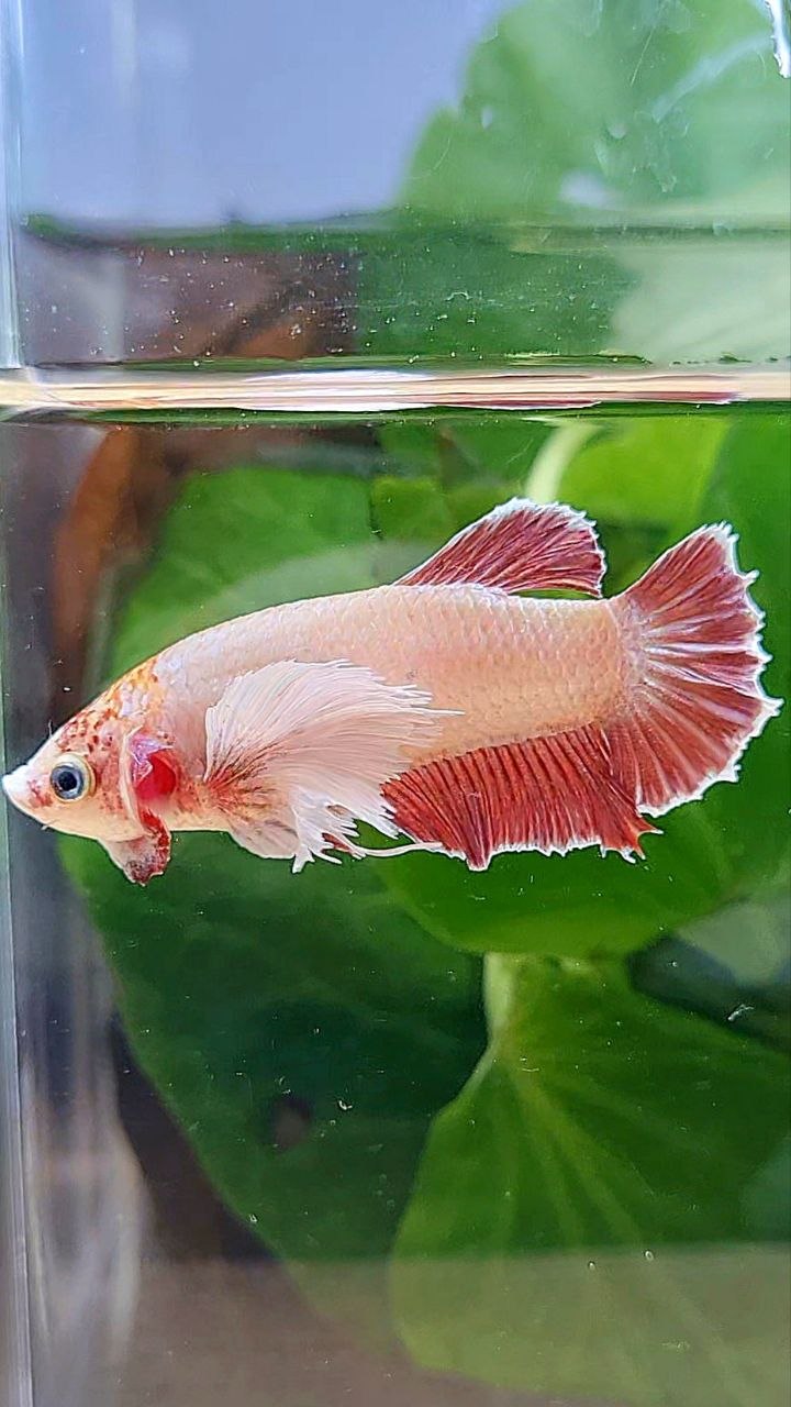 FEMALE PLAKAT SUPER DUMBO EAE ROSEGOLD BETTA FISH