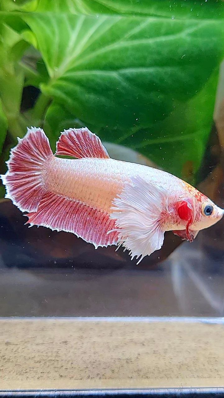 FEMALE PLAKAT SUPER DUMBO EAE ROSEGOLD BETTA FISH