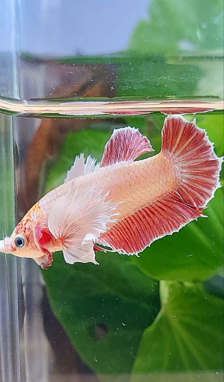 FEMALE PLAKAT SUPER DUMBO EAE ROSEGOLD BETTA FISH