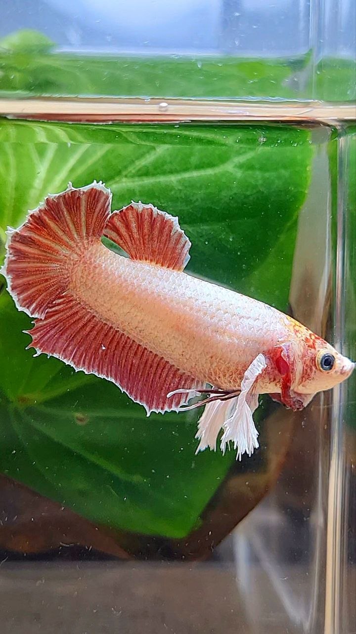 FEMALE PLAKAT SUPER DUMBO EAE ROSEGOLD BETTA FISH