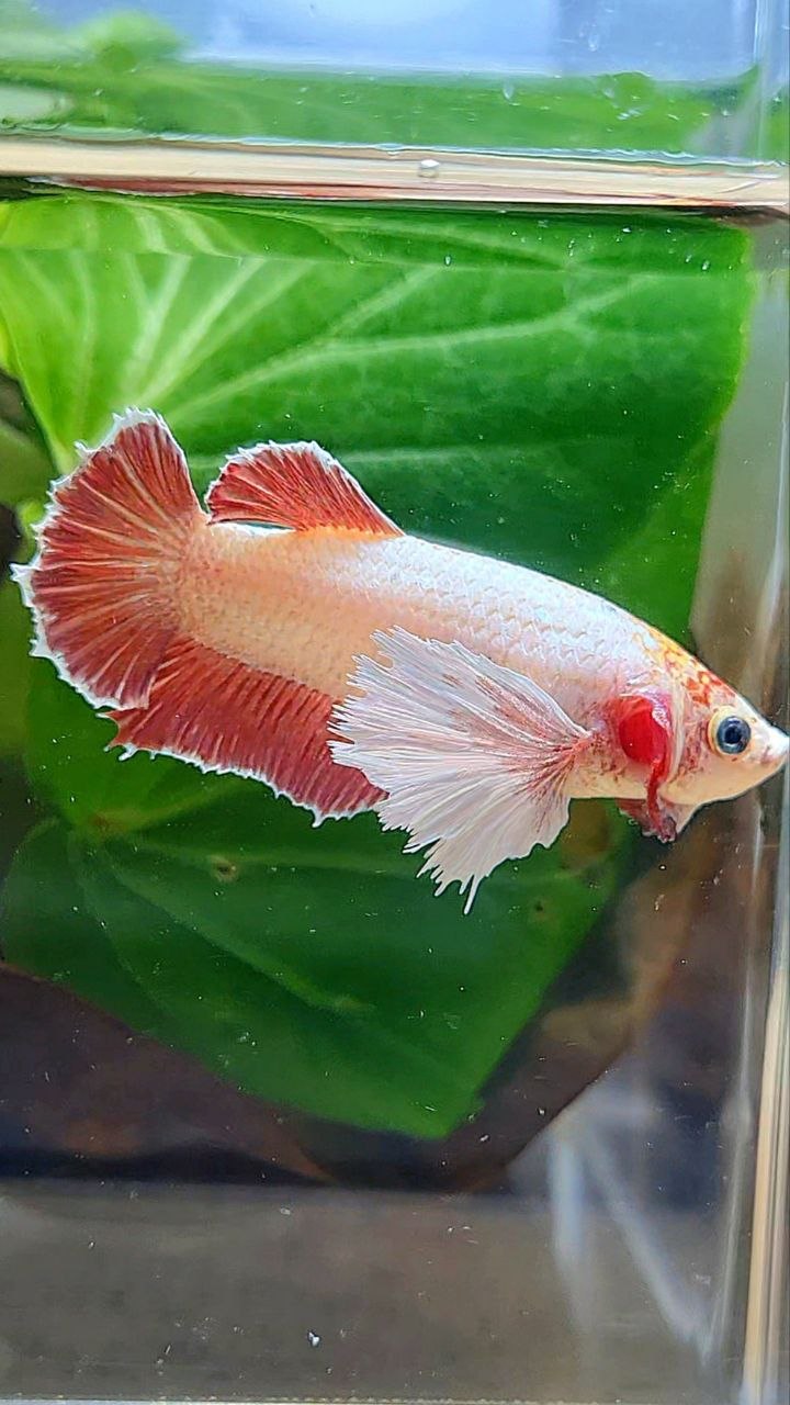 FEMALE PLAKAT SUPER DUMBO EAE ROSEGOLD BETTA FISH