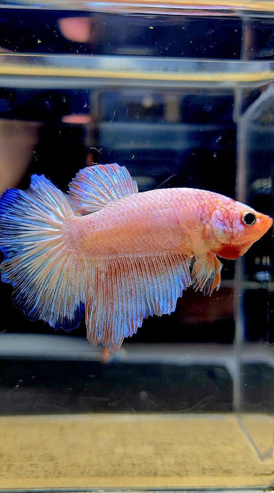 XL FEMALE HALFMOON WHITE FLAMINGGO BETTA FISH