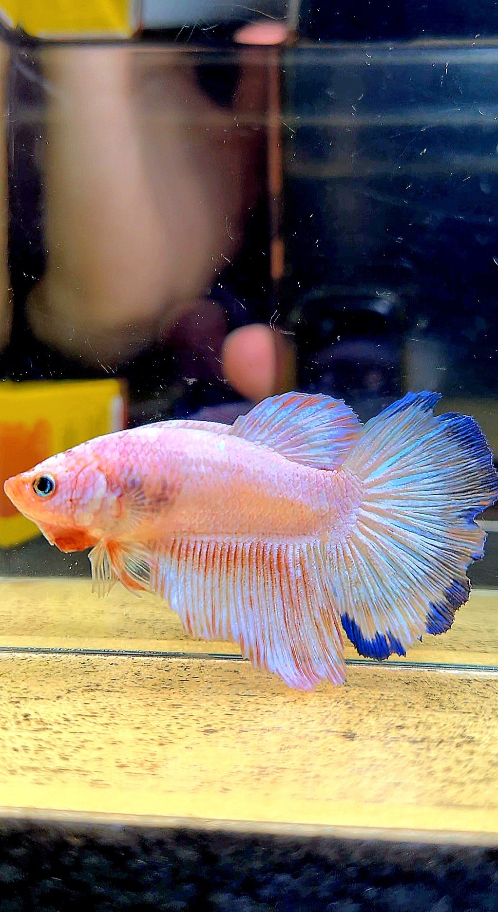 XL FEMALE HALFMOON WHITE FLAMINGGO BETTA FISH