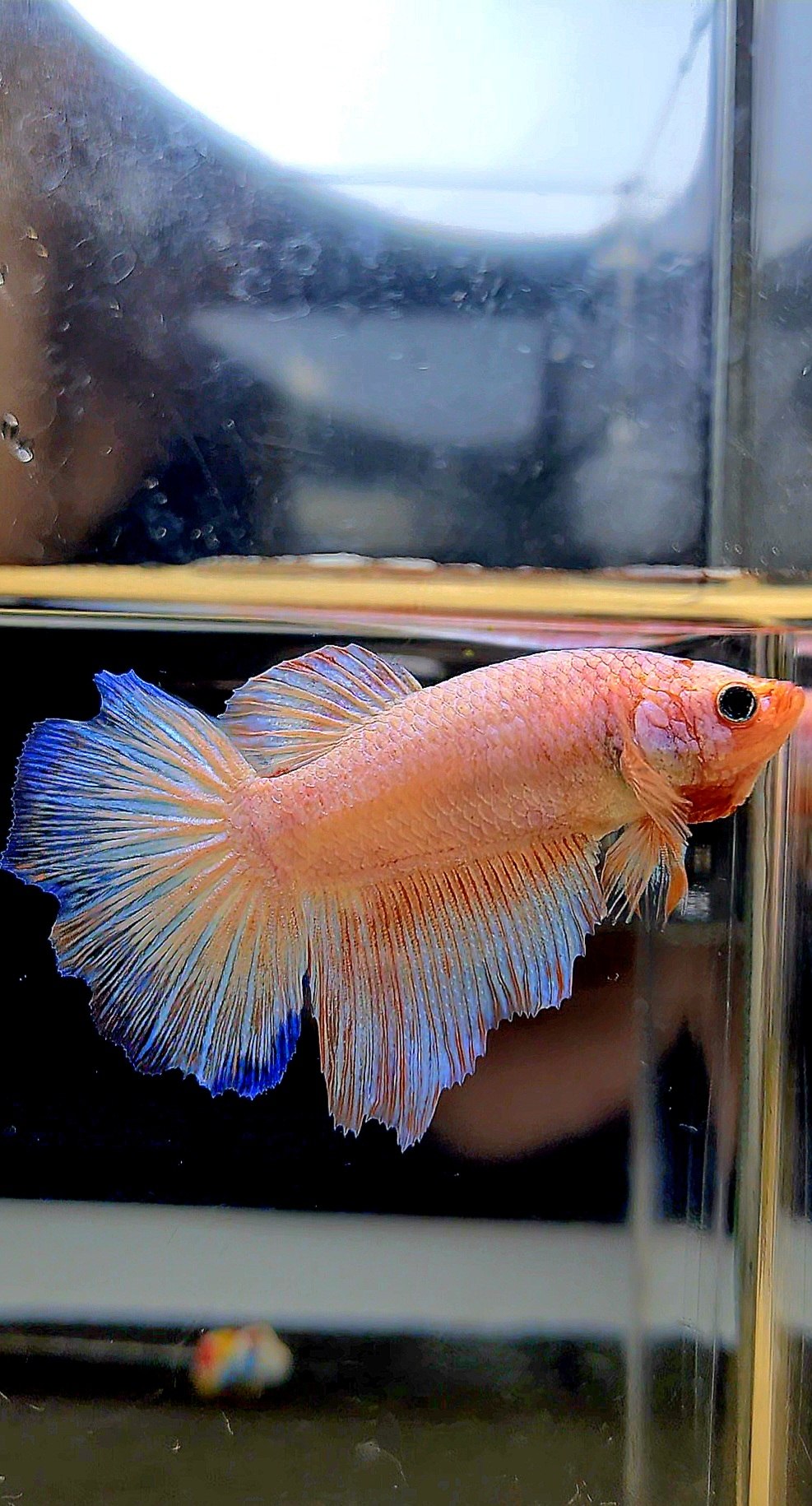 XL FEMALE HALFMOON WHITE FLAMINGGO BETTA FISH