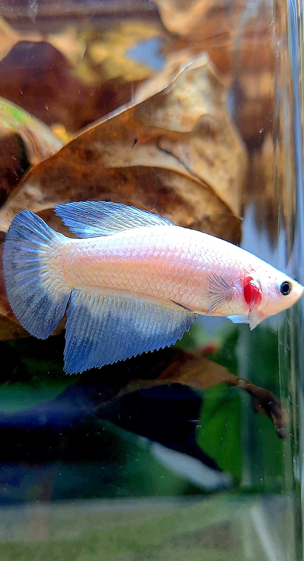 FEMALE HALFMOON BLUE RIM BETTA FISH