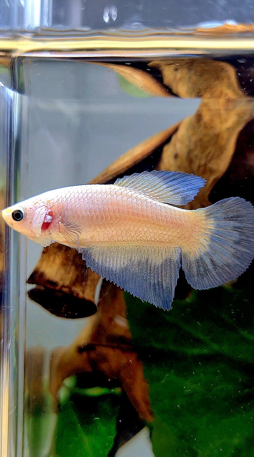 FEMALE HALFMOON BLUE RIM BETTA FISH