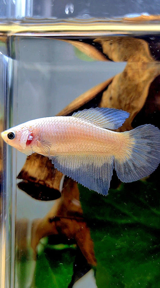 FEMALE HALFMOON BLUE RIM BETTA FISH