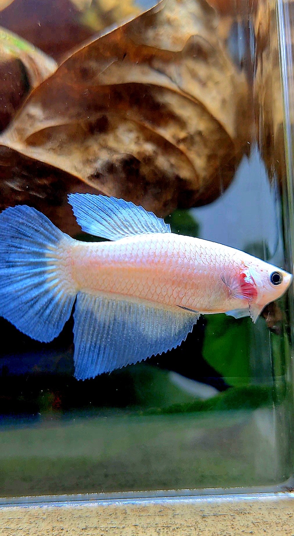 FEMALE HALFMOON BLUE RIM BETTA FISH