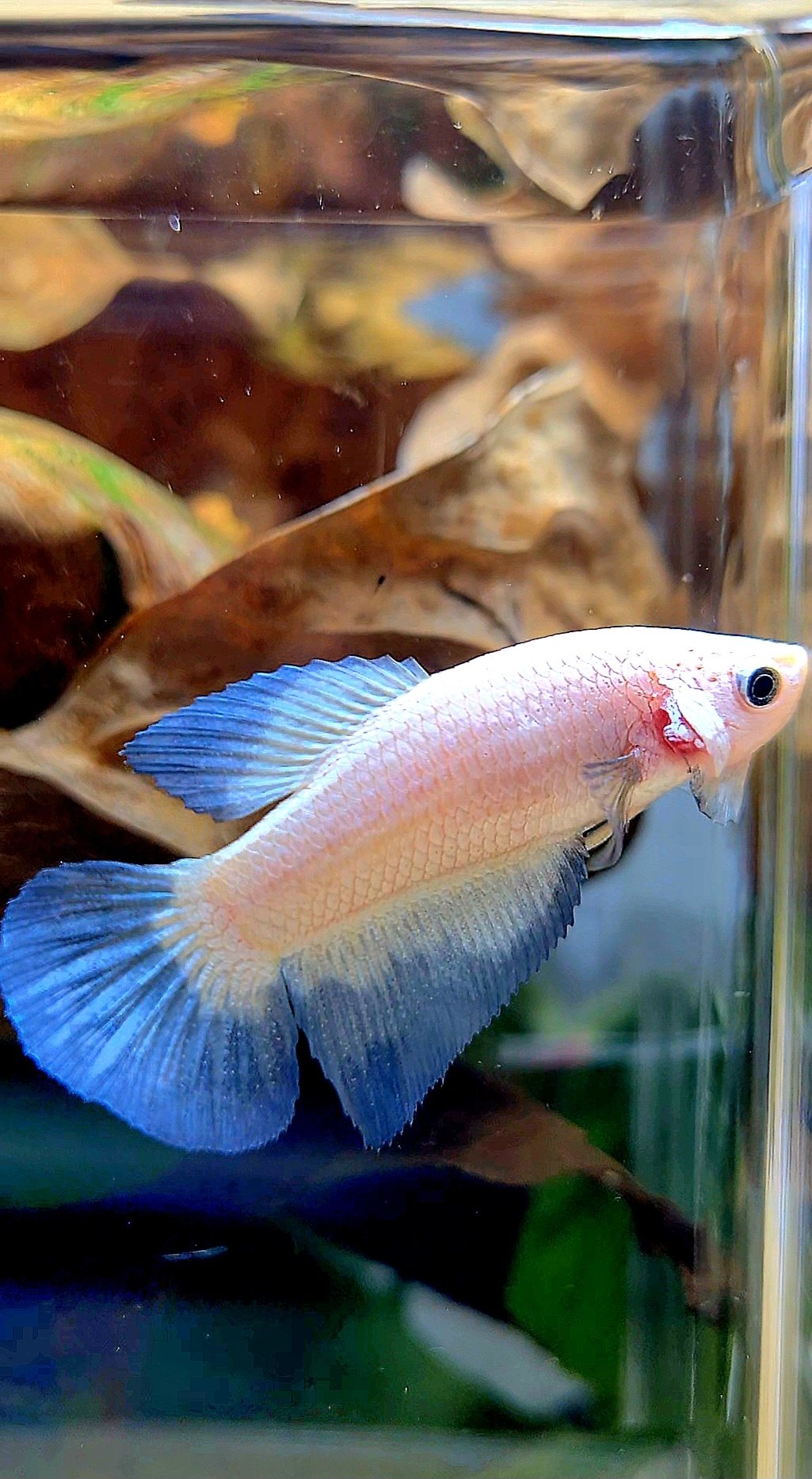 FEMALE HALFMOON BLUE RIM BETTA FISH