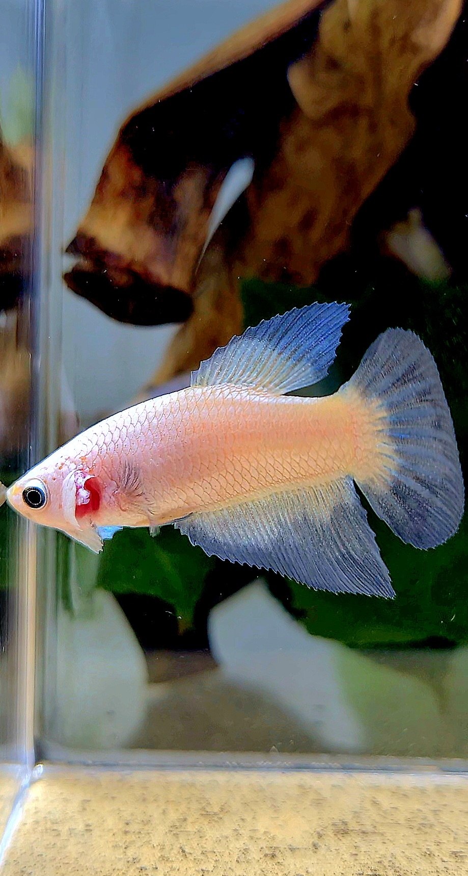 FEMALE HALFMOON BLUE RIM BETTA FISH