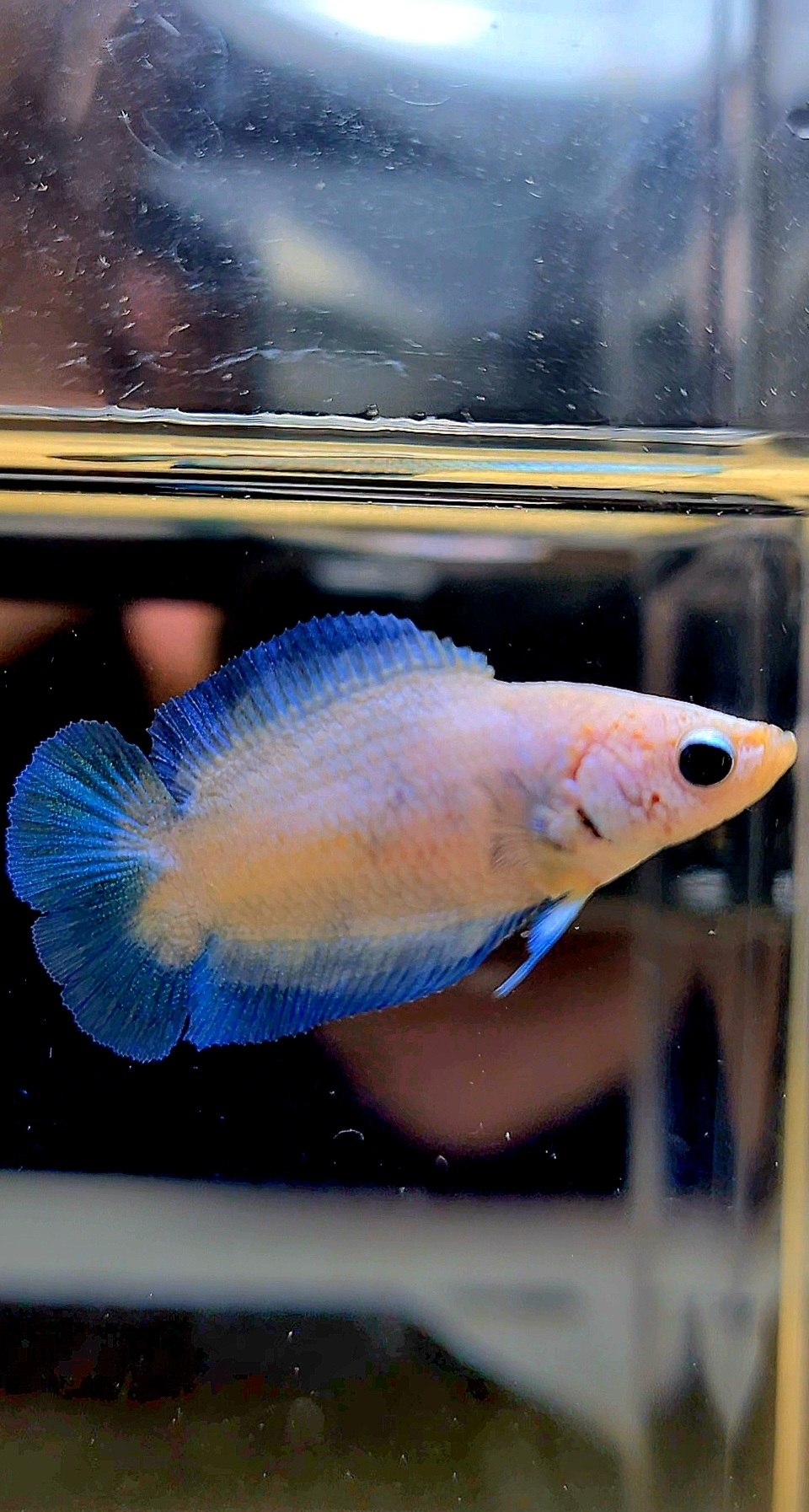 FEMALE PLAKAT DOUBLE TAIL BLUE RIM MARBLE BETTA FISH