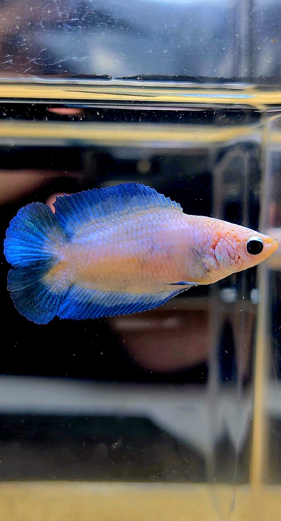 FEMALE PLAKAT DOUBLE TAIL BLUE RIM MARBLE BETTA FISH