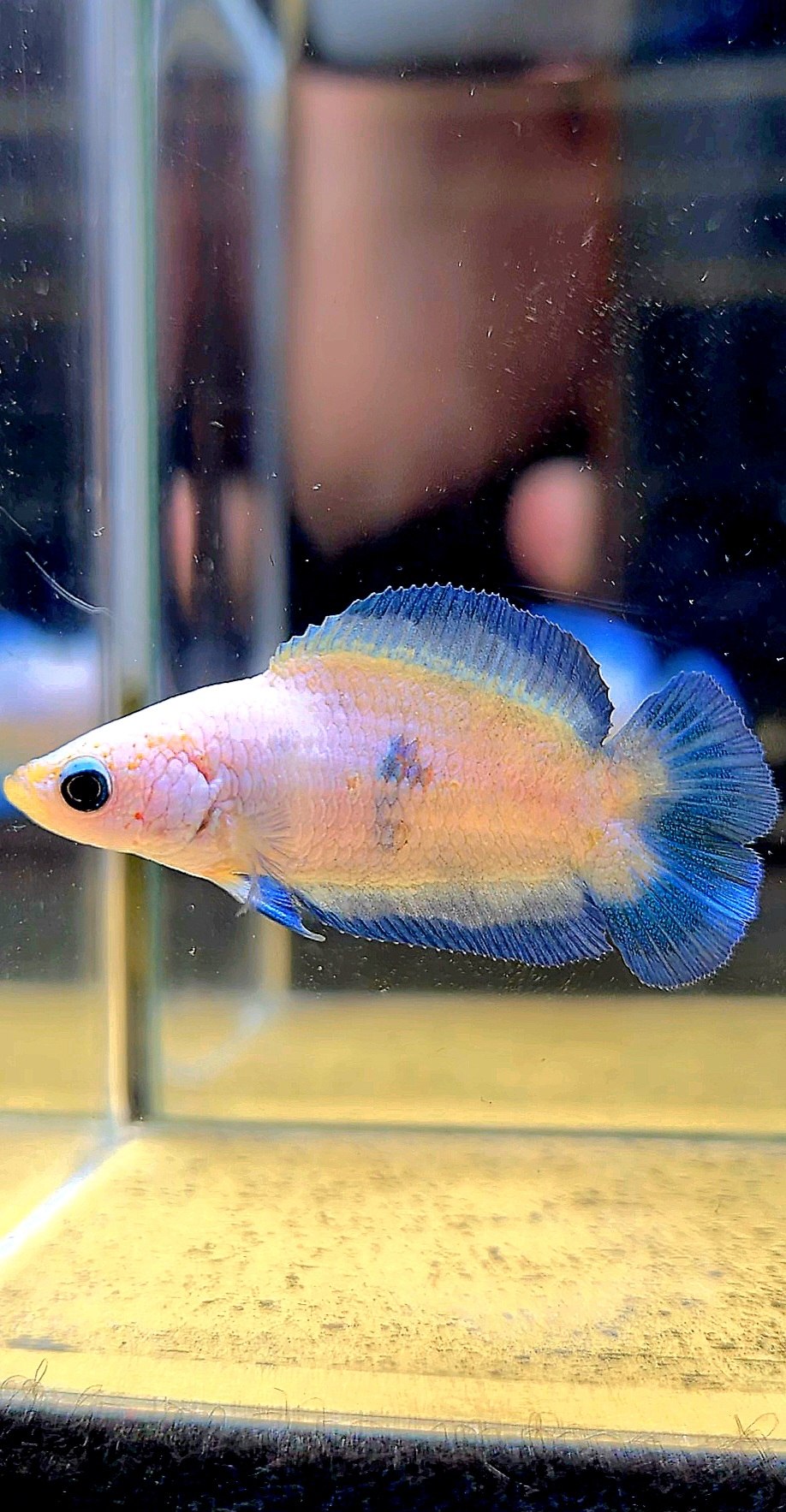 FEMALE PLAKAT DOUBLE TAIL BLUE RIM MARBLE BETTA FISH