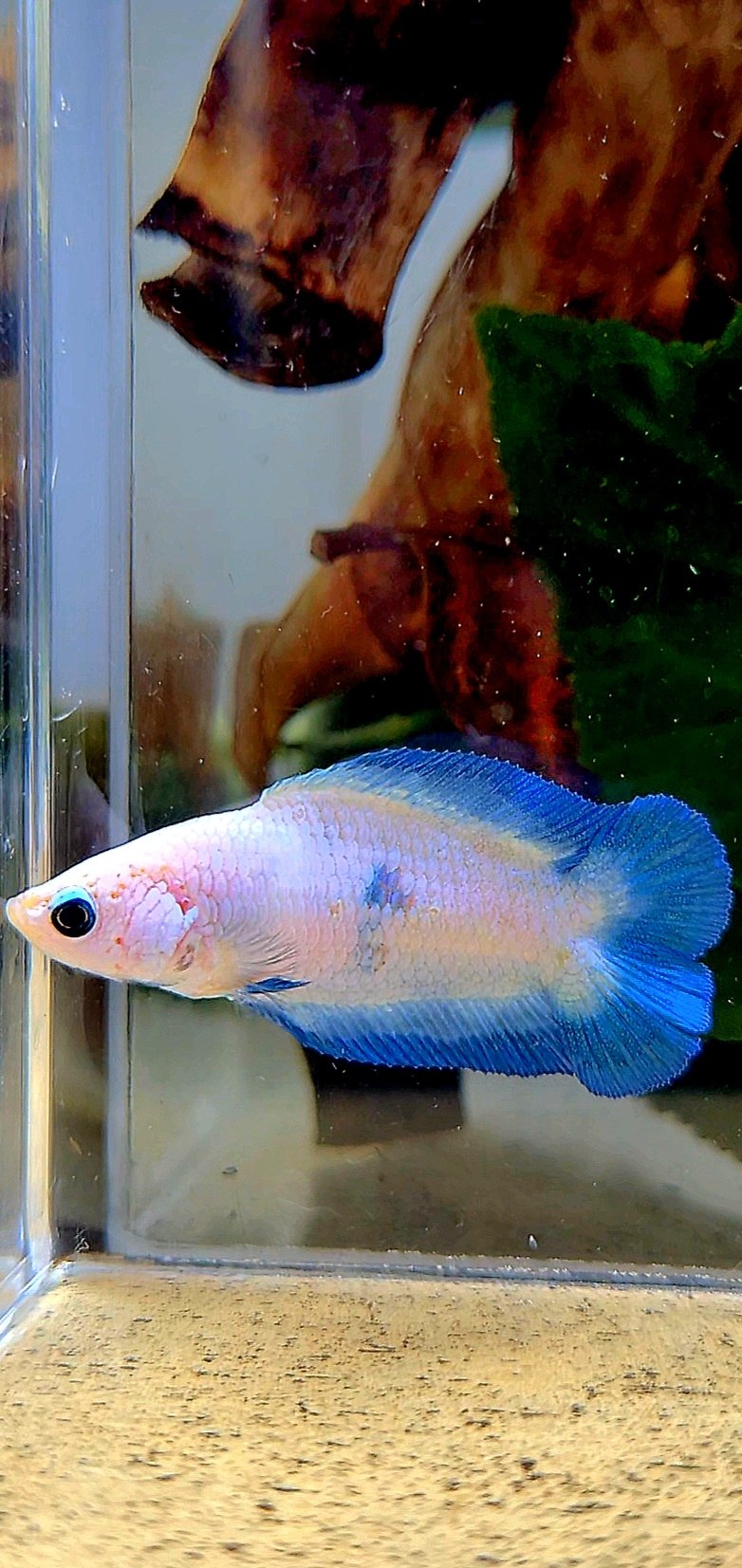 FEMALE PLAKAT DOUBLE TAIL BLUE RIM MARBLE BETTA FISH