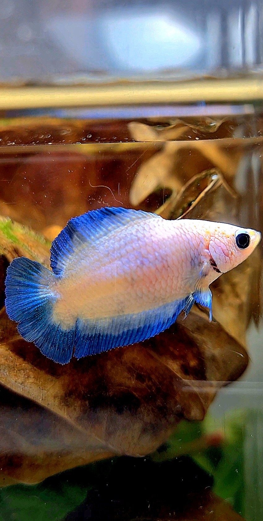 FEMALE PLAKAT DOUBLE TAIL BLUE RIM MARBLE BETTA FISH