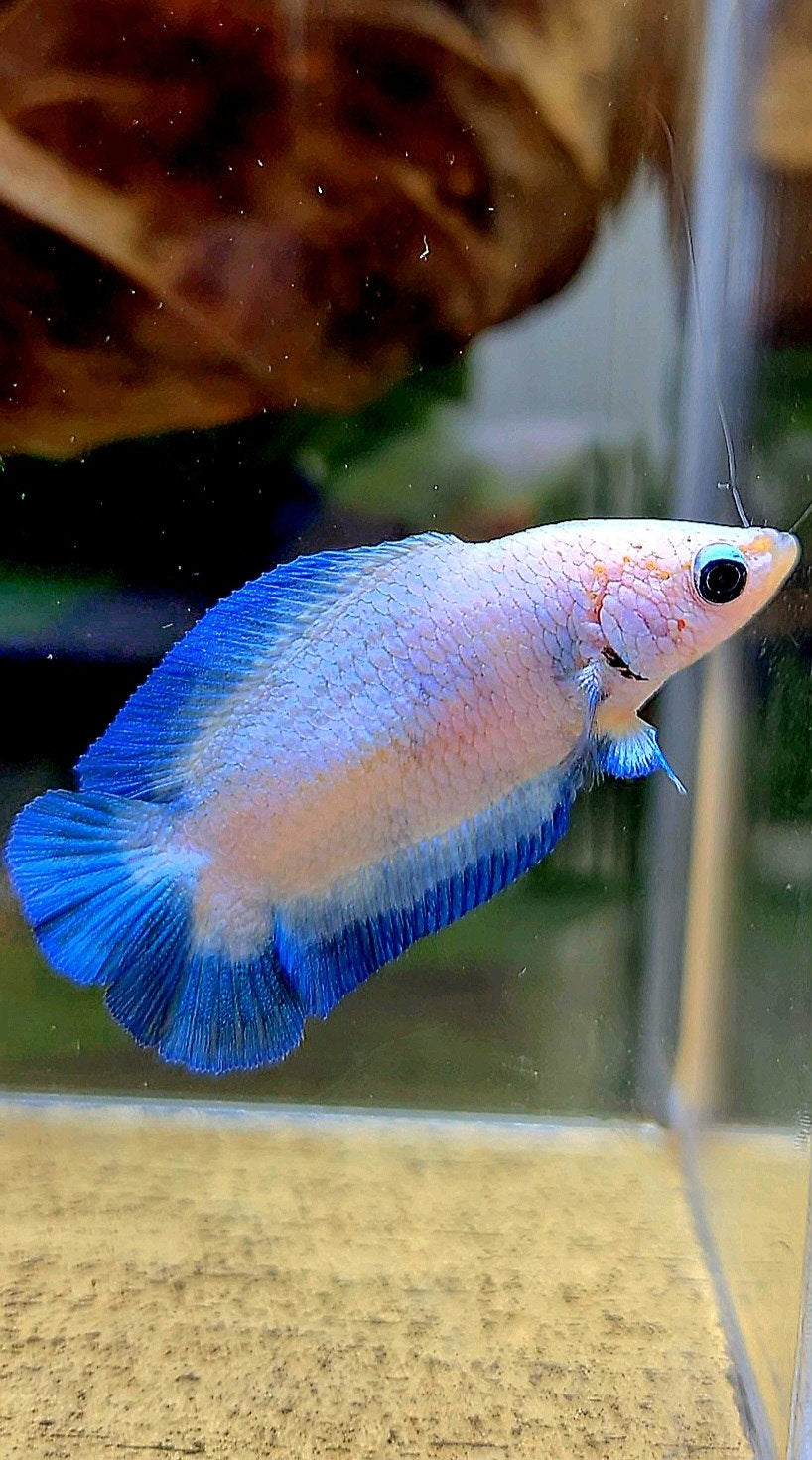 FEMALE PLAKAT DOUBLE TAIL BLUE RIM MARBLE BETTA FISH