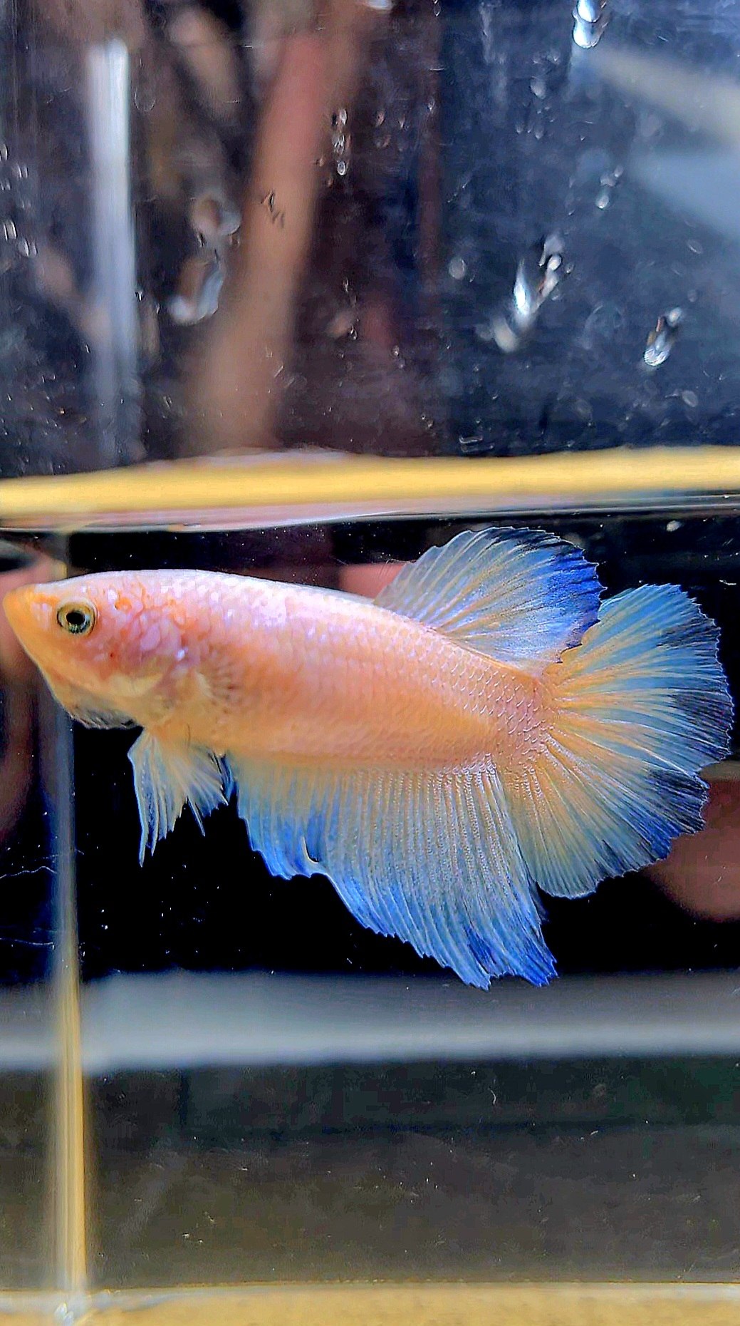 FEMALE HALFMOON WHITE LINE BLUE RIM BETTA FISH