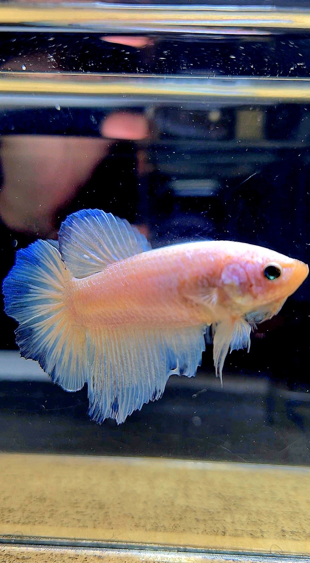 FEMALE HALFMOON WHITE LINE BLUE RIM BETTA FISH