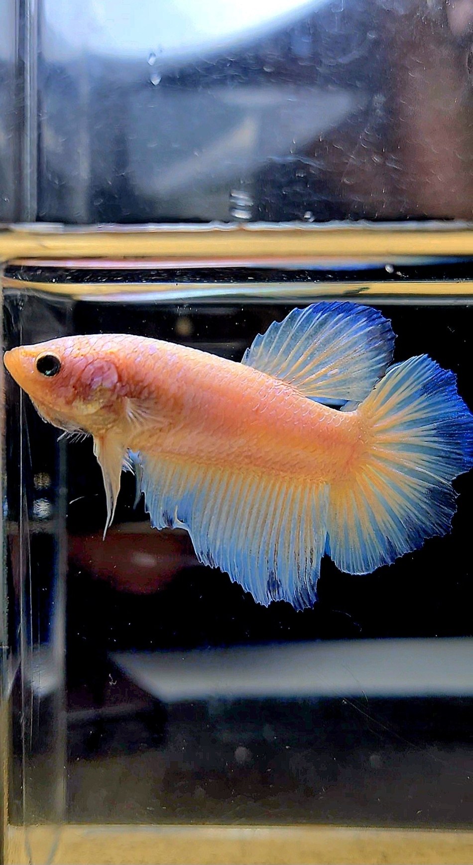 FEMALE HALFMOON WHITE LINE BLUE RIM BETTA FISH