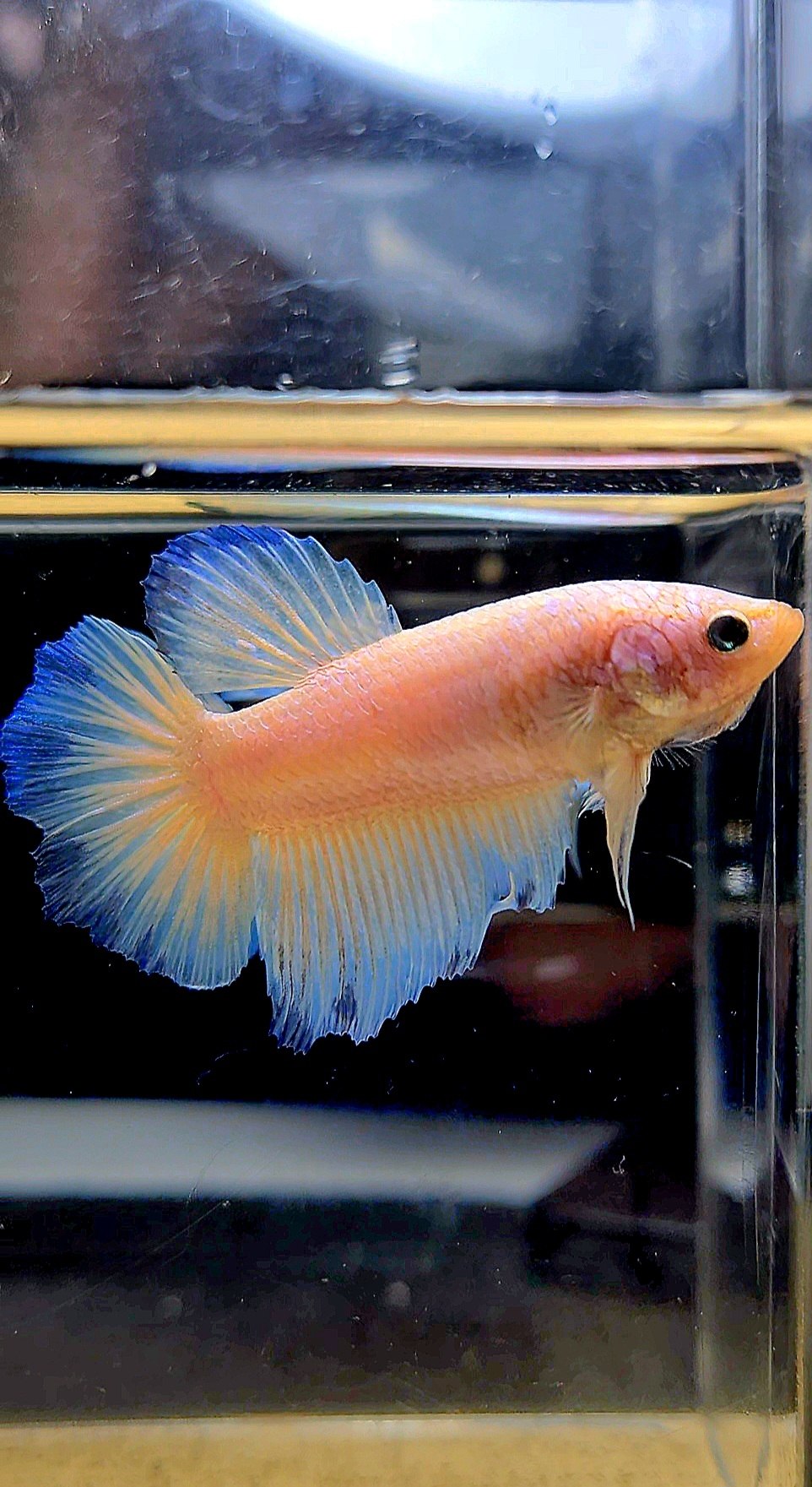 FEMALE HALFMOON WHITE LINE BLUE RIM BETTA FISH