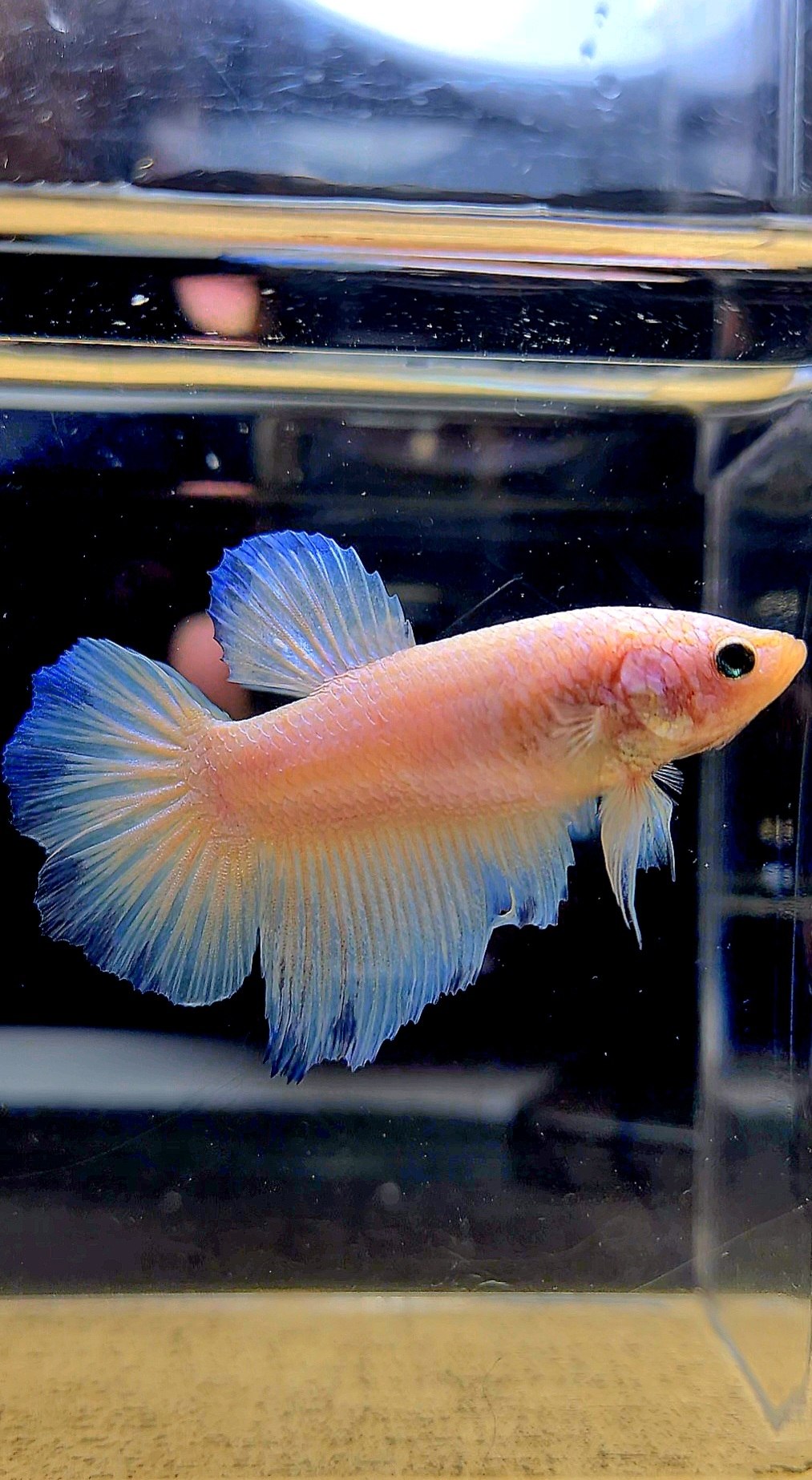 FEMALE HALFMOON WHITE LINE BLUE RIM BETTA FISH