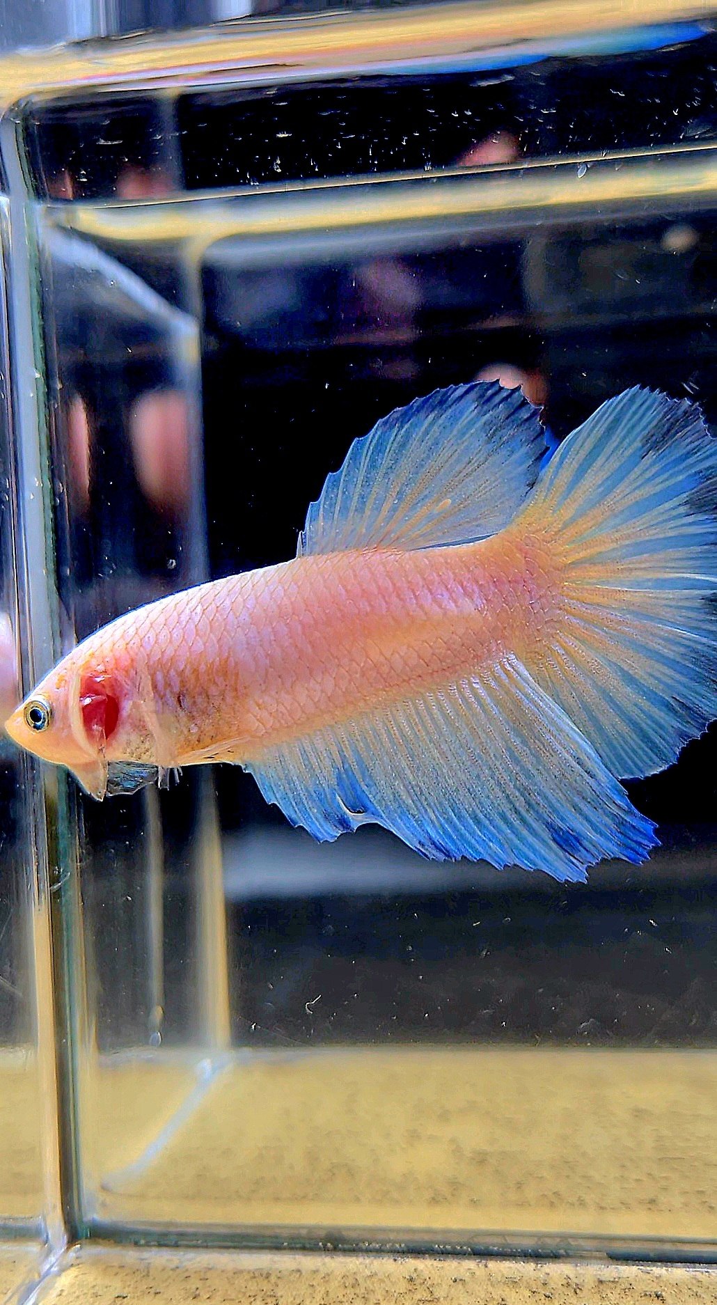 FEMALE HALFMOON WHITE LINE BLUE RIM BETTA FISH