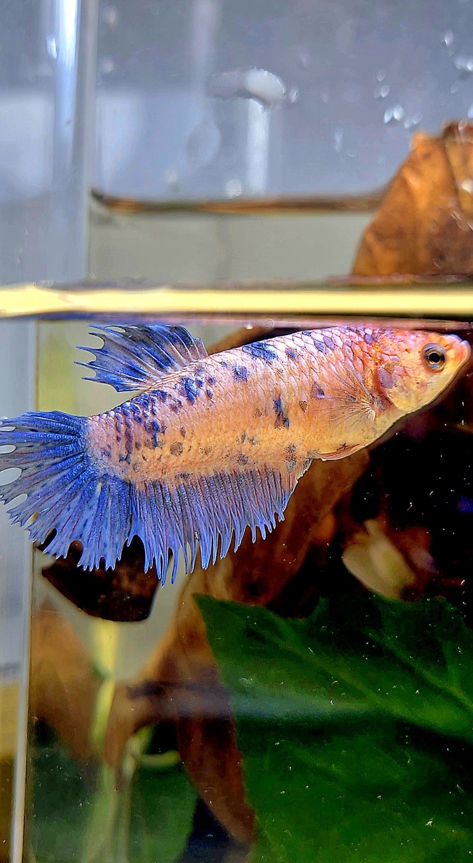 FEMALE CROWNTAIL PLAKAT PURPLE BLUE DOTS MARBLE BETTA FISH