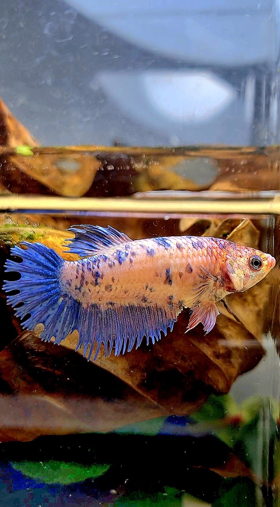 FEMALE CROWNTAIL PLAKAT PURPLE BLUE DOTS MARBLE BETTA FISH