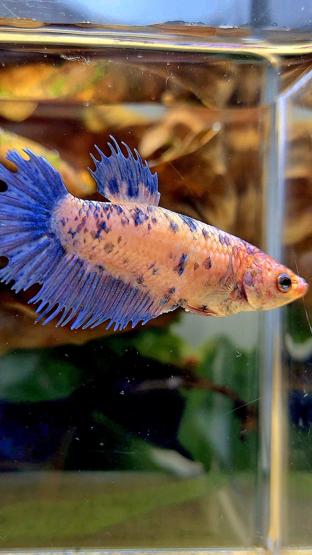 FEMALE CROWNTAIL PLAKAT PURPLE BLUE DOTS MARBLE BETTA FISH