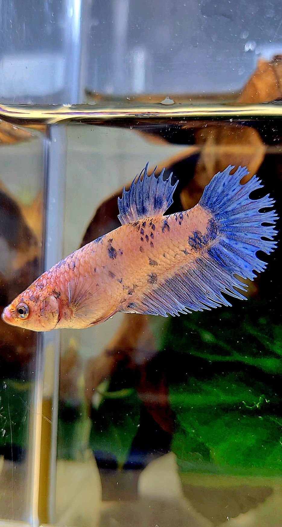 FEMALE CROWNTAIL PLAKAT PURPLE BLUE DOTS MARBLE BETTA FISH