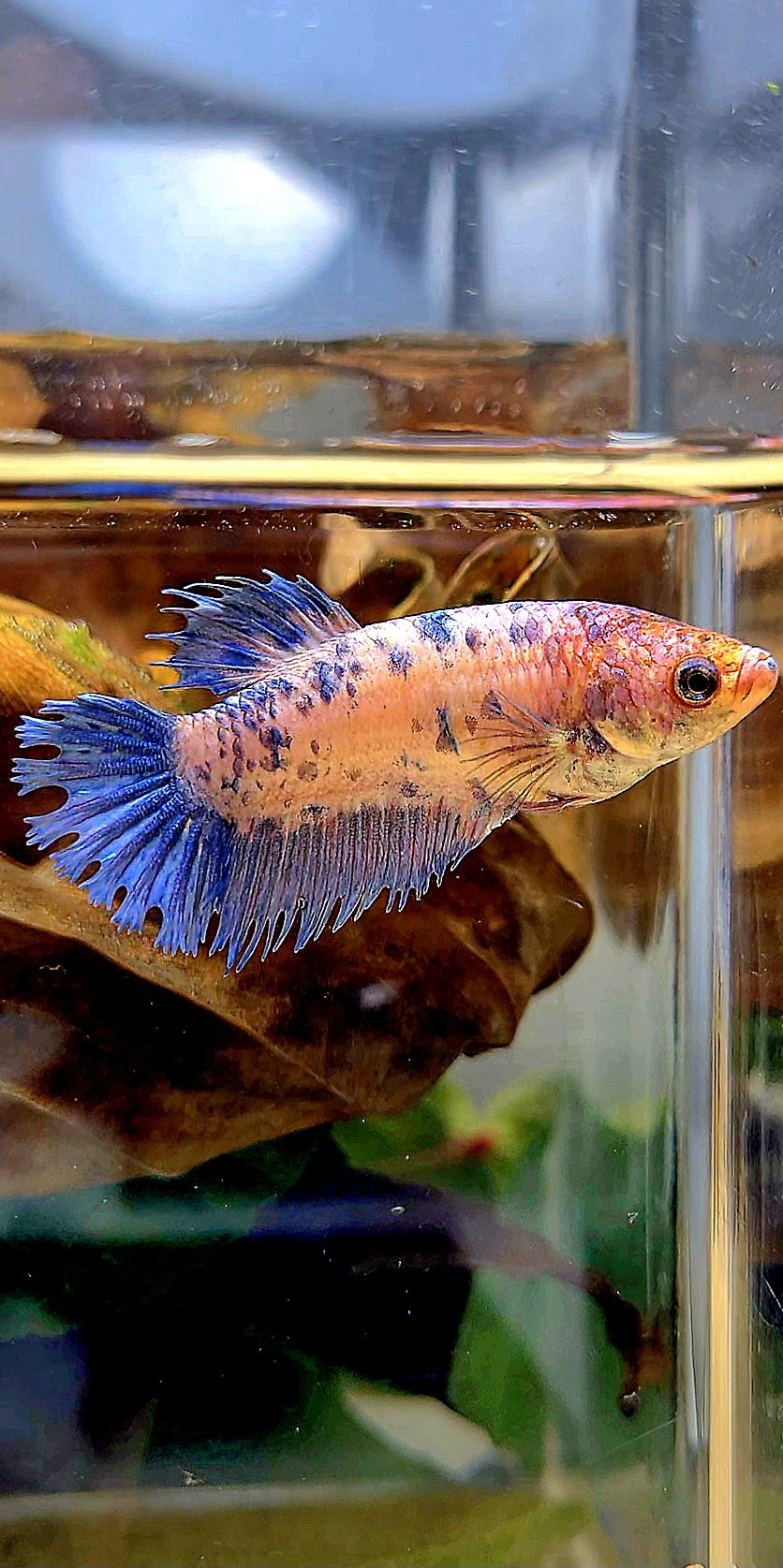 FEMALE CROWNTAIL PLAKAT PURPLE BLUE DOTS MARBLE BETTA FISH