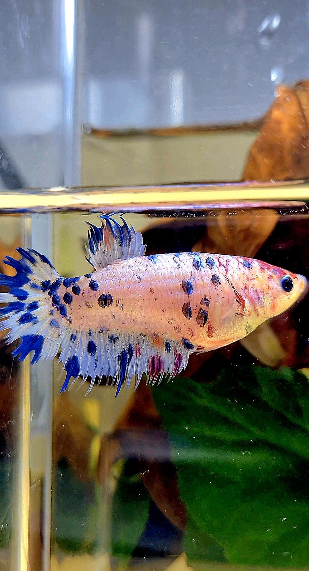 FEMALE CROWNTAIL PLAKAT BLUE DOTS MARBLE MULTICOLOR BETTA FISH