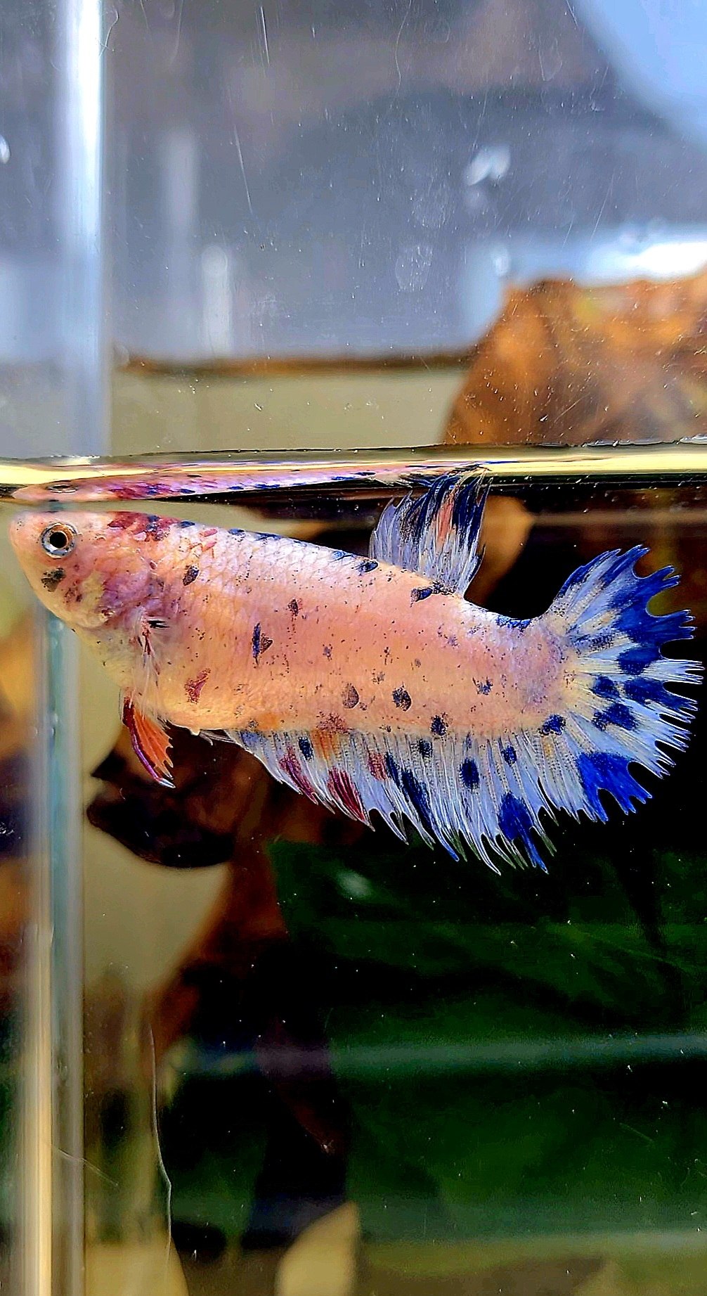 FEMALE CROWNTAIL PLAKAT BLUE DOTS MARBLE MULTICOLOR BETTA FISH